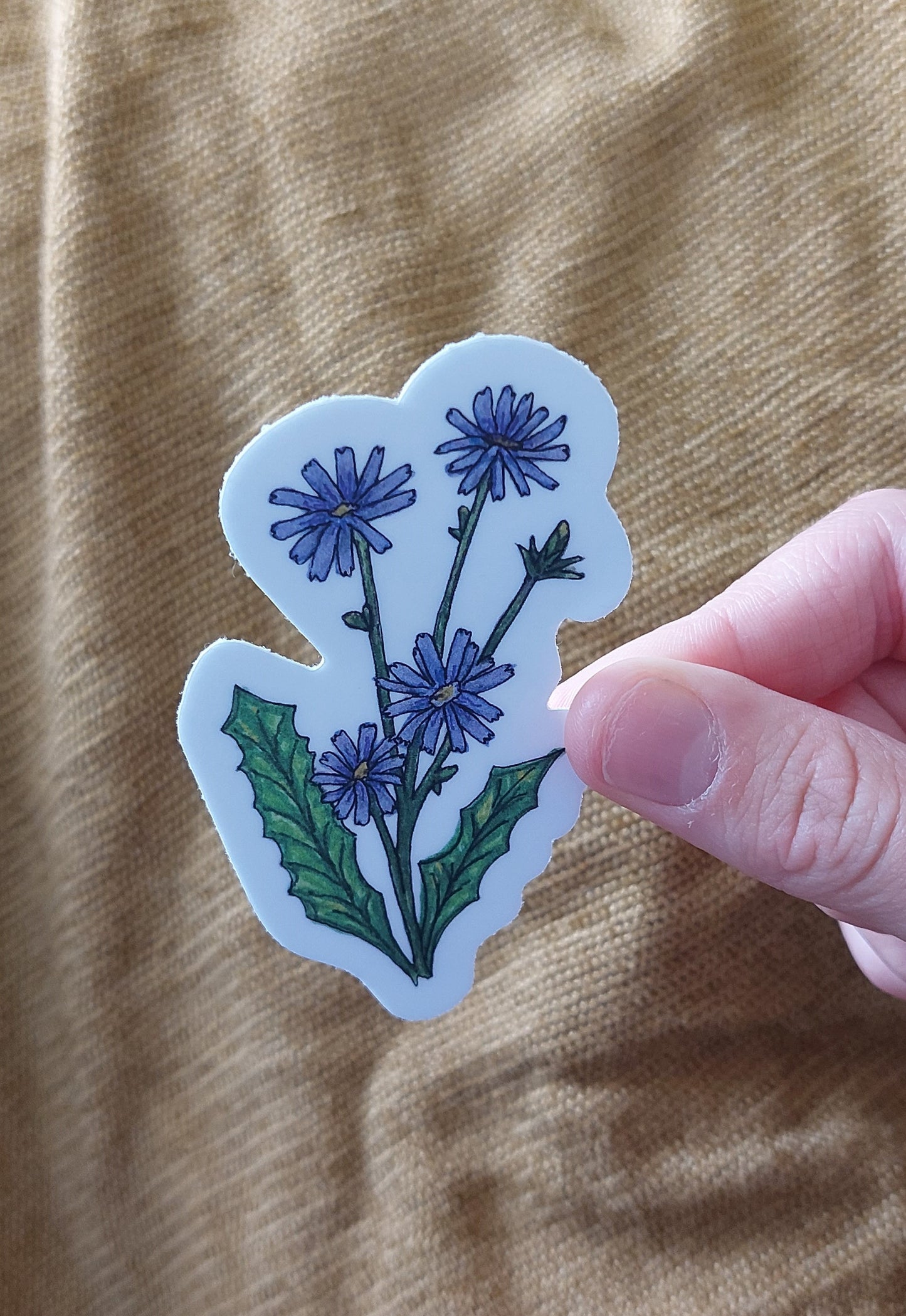 Chicory Vinyl Sticker