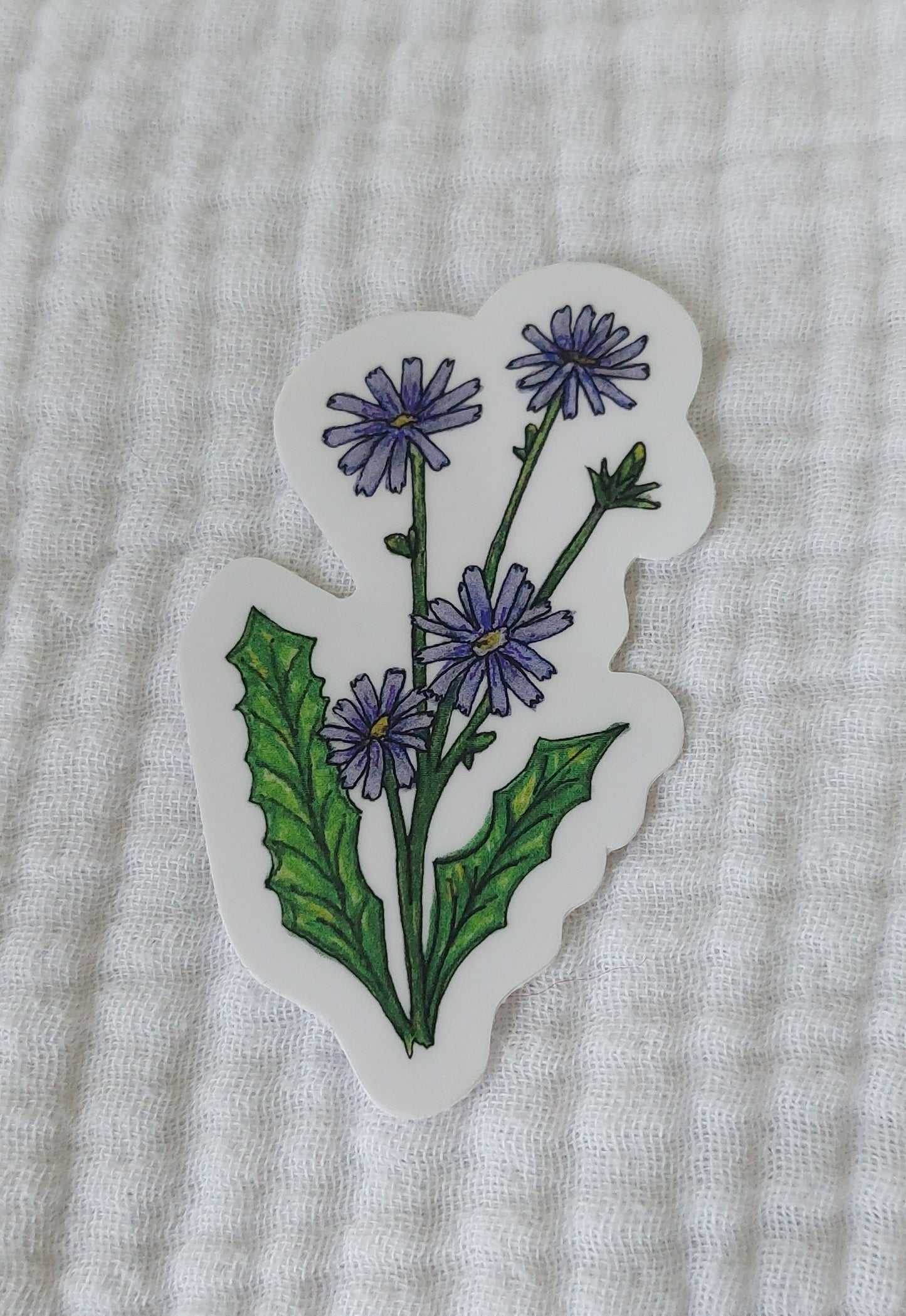 Chicory Vinyl Sticker