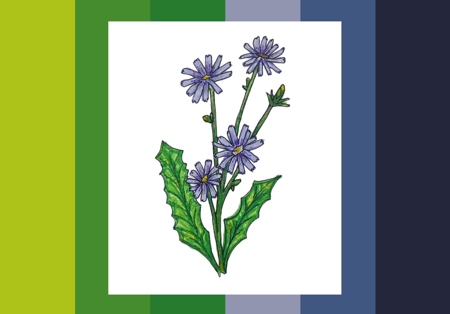 Chicory Vinyl Sticker